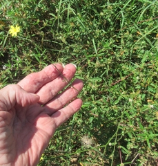 Croptilon divaricatum