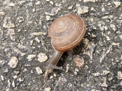 Helicarionoidea