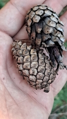 Pinus nigra