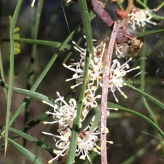 Hakea ulicina
