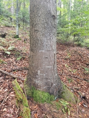 Abies alba