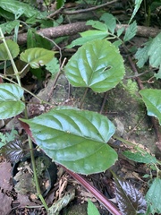 Cissus pteroclada