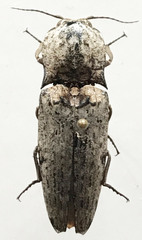 Cryptalaus prosectus