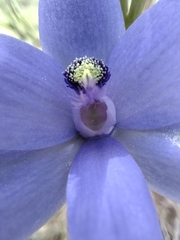 Thelymitra crinita