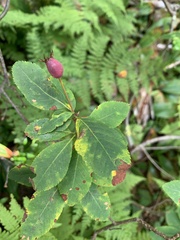 Amelanchier bartramiana