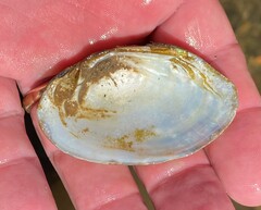 Cambarunio taeniatus