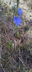 Thelymitra crinita