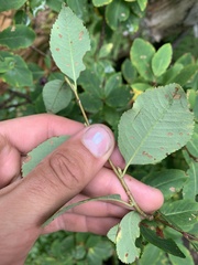 Amelanchier bartramiana