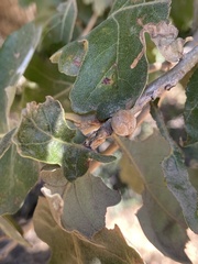 Burnettweldia washingtonensis