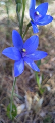 Thelymitra crinita