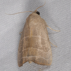 Bagisara rectifascia