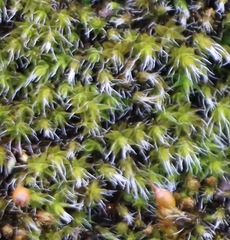 Grimmia pulvinata