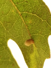 Atrusca clavuloides