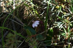Caladenia pusilla