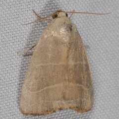 Bagisara rectifascia