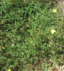 Croptilon divaricatum