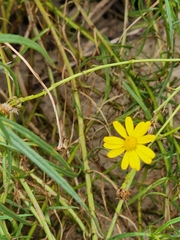 Senecio inaequidens