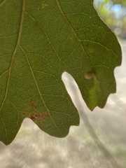 Atrusca clavuloides