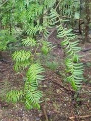 Prumnopitys ferruginea