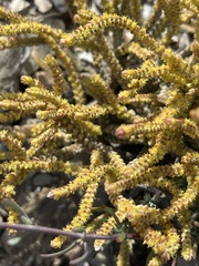 Crassula muscosa