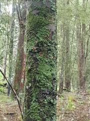 Prumnopitys ferruginea
