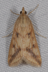 Achyra bifidalis