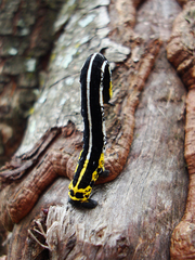 Acronyctodes cautama