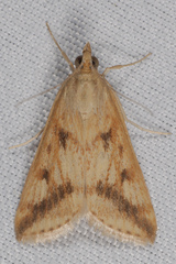 Achyra bifidalis