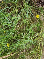 Senecio inaequidens