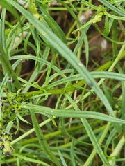 Senecio inaequidens