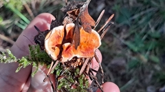 Hydnellum aurantiacum