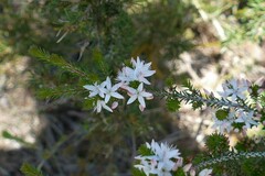 Calytrix alpestris