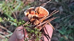 Hydnellum aurantiacum