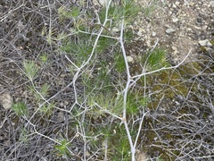 Asparagus retrofractus