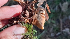 Hydnellum aurantiacum