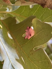Cynips douglasii