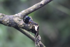 Polythoridae