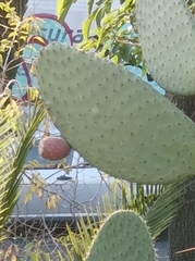 Opuntia lasiacantha