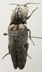 Cryptalaus prosectus