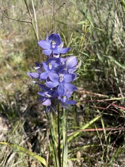 Thelymitra alcockiae