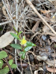 Hibbertia amplexicaulis