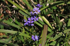 Dampiera stricta