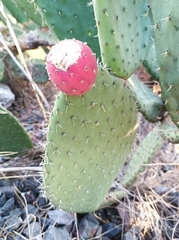 Opuntia lasiacantha