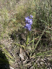 Thelymitra alcockiae