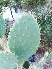Opuntia lasiacantha