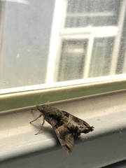 Macroglossum pyrrhosticta