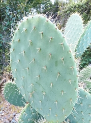 Opuntia lasiacantha