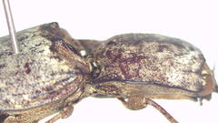 Cryptalaus prosectus