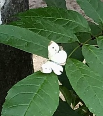 Pieris rapae rapae