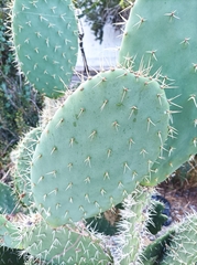 Opuntia lasiacantha